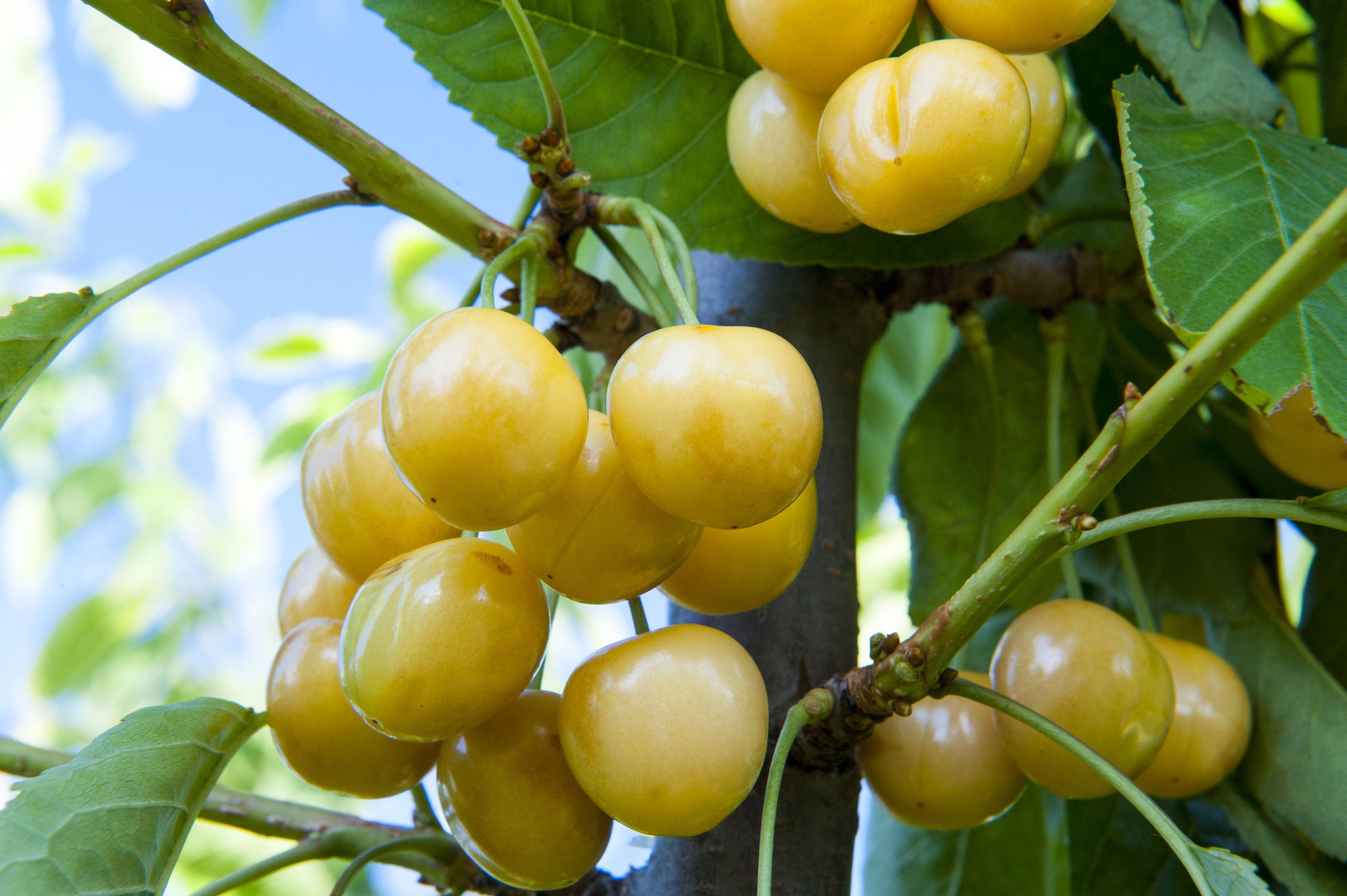 Черешня приусадебная жёлтая: как получить ранний урожай золотых ягод