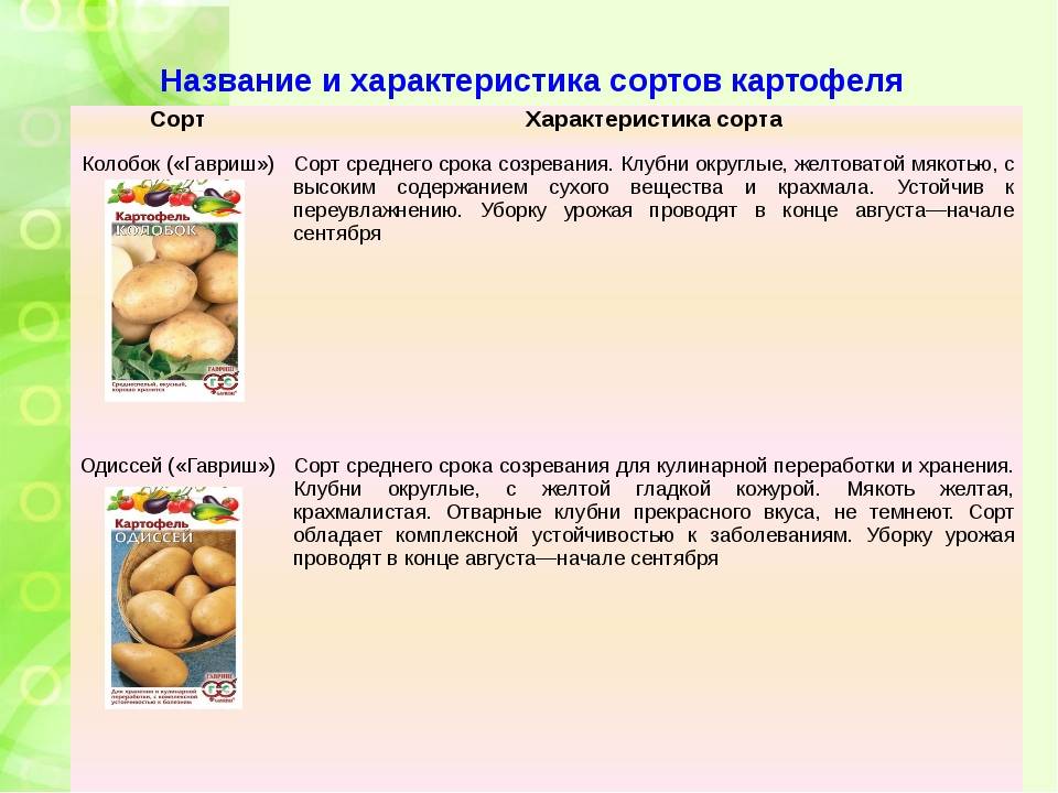 Описание и характеристика картофеля сорта Колобок, посадка и уход