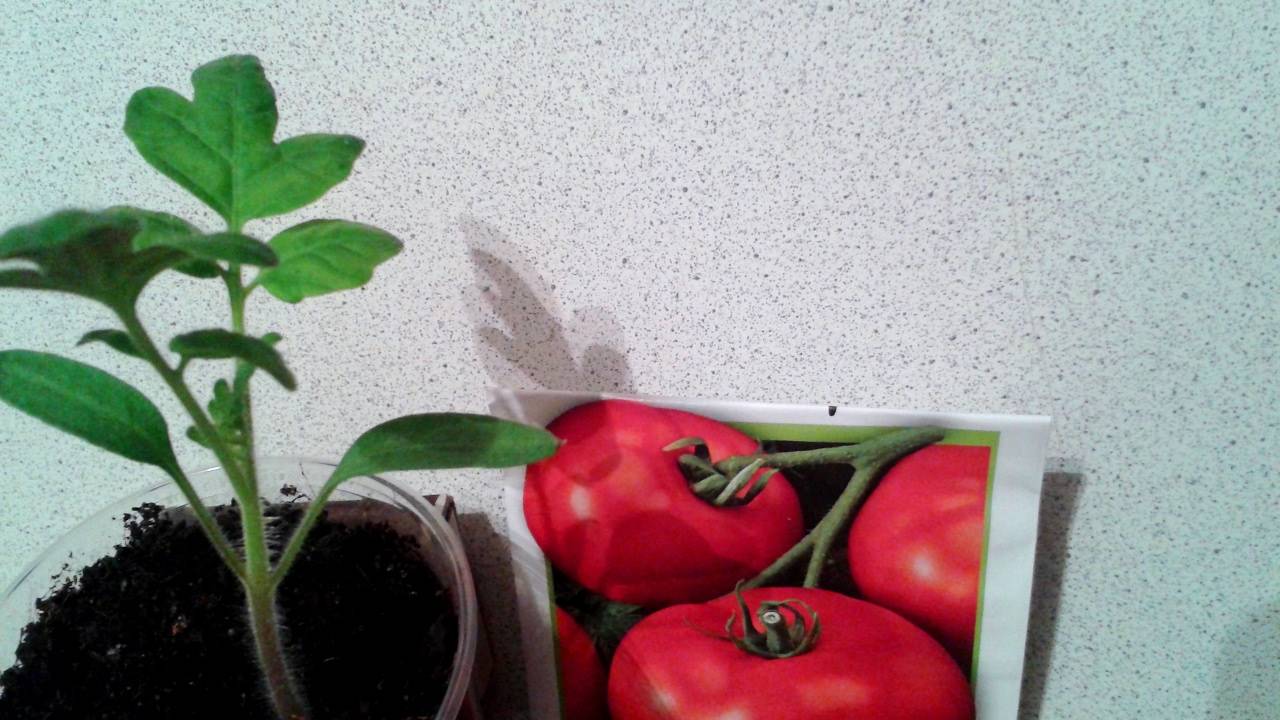 Китайский способ выращивания рассады томатов инструкция