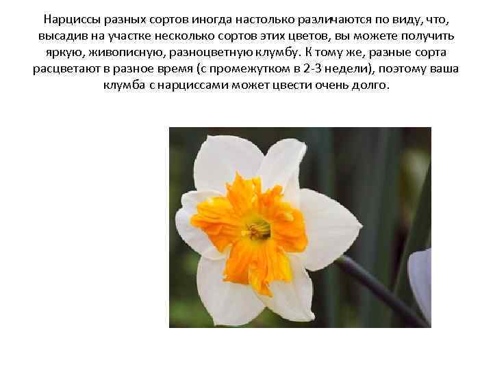 Нарциссы: фото, описание, названия, посадка и уход - sadovnikam.ru