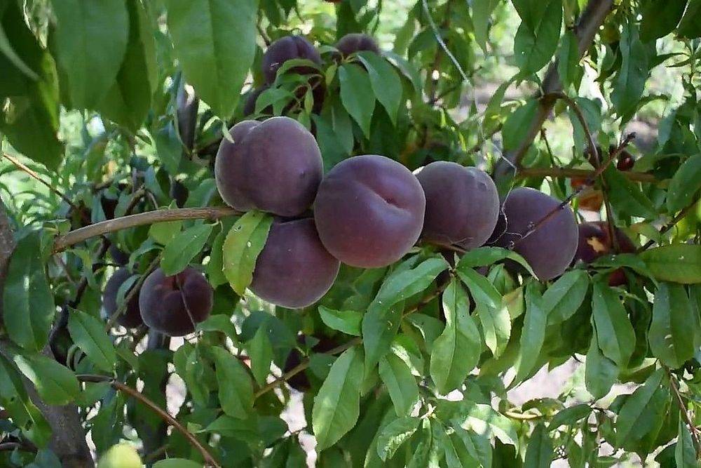 Чёрный абрикос: популярные сорта, преимущества и недостатки