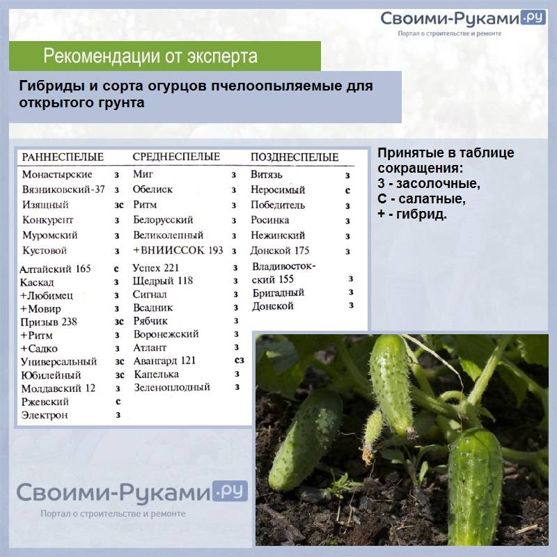 Когда в Сибири сажать огурцы в открытый грунт, как выращивать и лучшие сорта