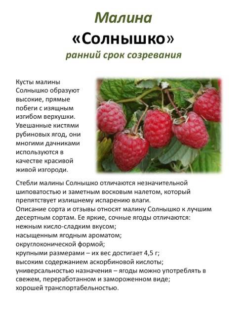 Малина патриция: описание и характеристики сорта, урожайность и выращивание с фото