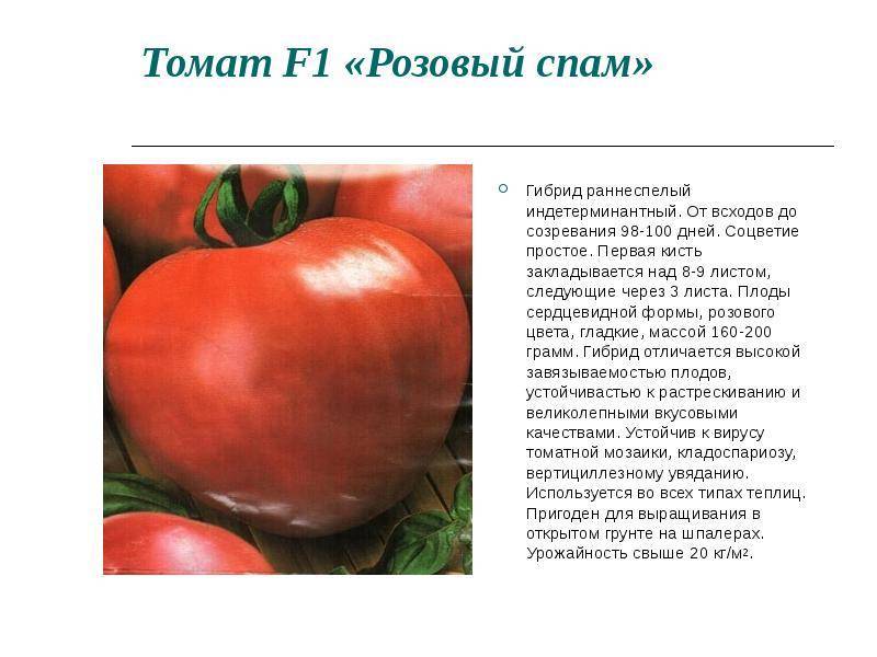Описание раннеспелого томата Розовый спам и агротехника выращивания гибрида