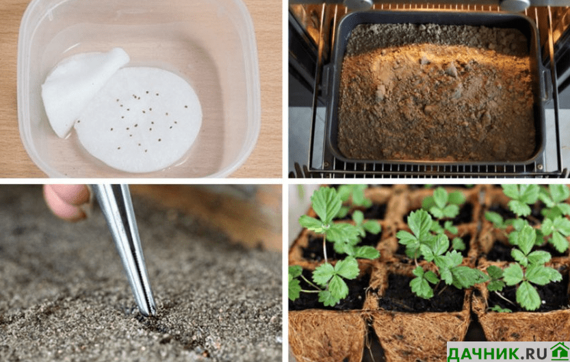 Как выращивать семена клубники, чтобы получить рассаду в домашних условиях