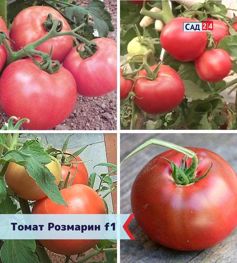 Томат розамарин фунтовый: описание и характеристика сорта, урожайность с фото