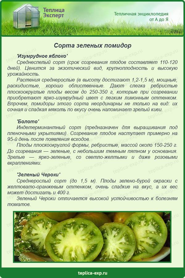 Детерминантные и индетерминантные сорта томатов - что это? - дачные советы.ру