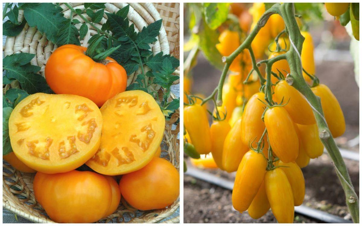 Серия помидоров бизон: сахарный, малиновый, черный, желтый и оранжевый