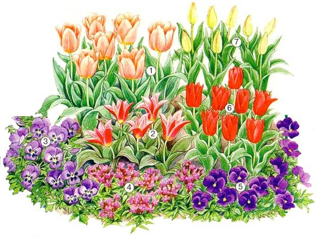 Как красиво посадить тюльпаны на своем участке - популярные сорта и виды посадки