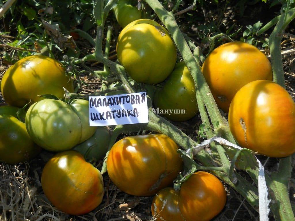 Описание сорта томата малахитовая шкатулка, особенности выращивания и ухода