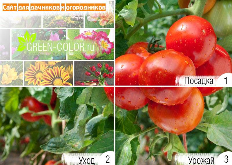 Лучшие сорта томатов для теплиц - фото, названия и описания (каталог)