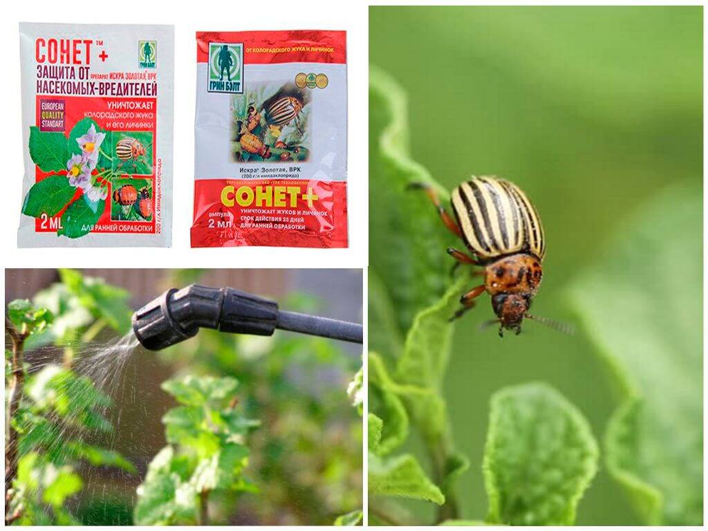 Деготь от колорадского жука: способы применения, рекомендации с фото и видео