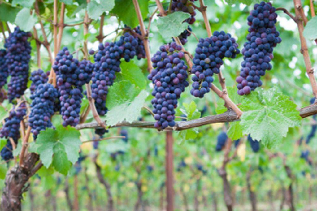 Описание и характеристики сорта винограда вэлиант, правила выращивания и хранения - всё про сады