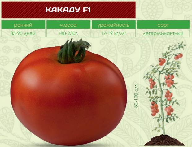 Характеристика и описание сорта томата шеди леди, его урожайность