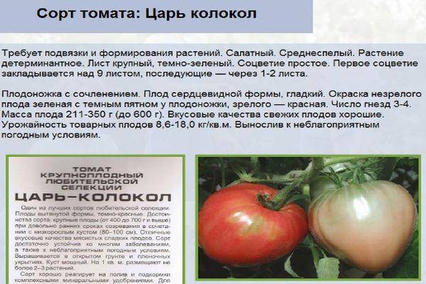 Томат русские колокола отзывы фото урожайность - о цветах