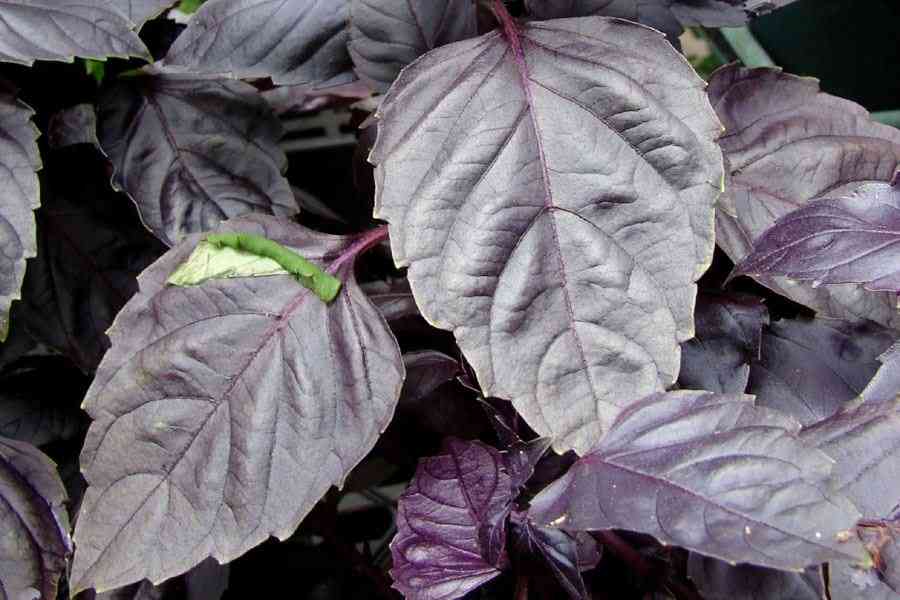 Выращиваем царскую траву — фиолетовый базилик: секреты, тонкости, нюансы