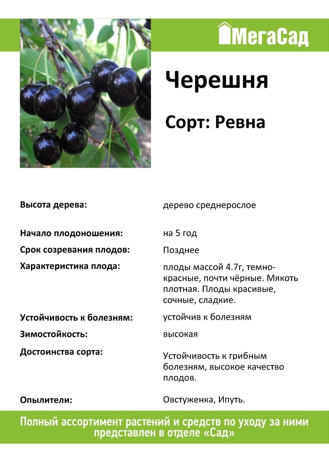 Почему так популярна черешня сорта ленинградская черная?