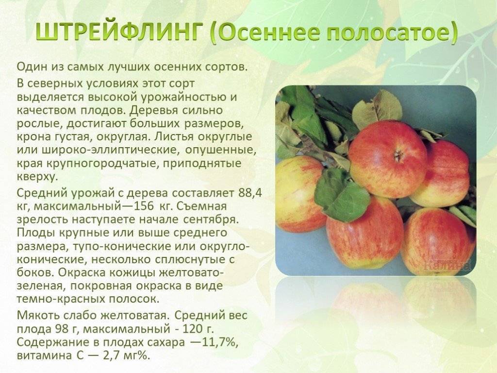 Яблоня штрифель: полная характеристика сорта, выращивание и уход