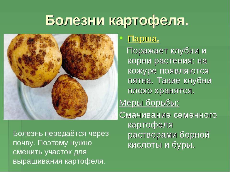 Картофельная нематода: фото, описание и лечение