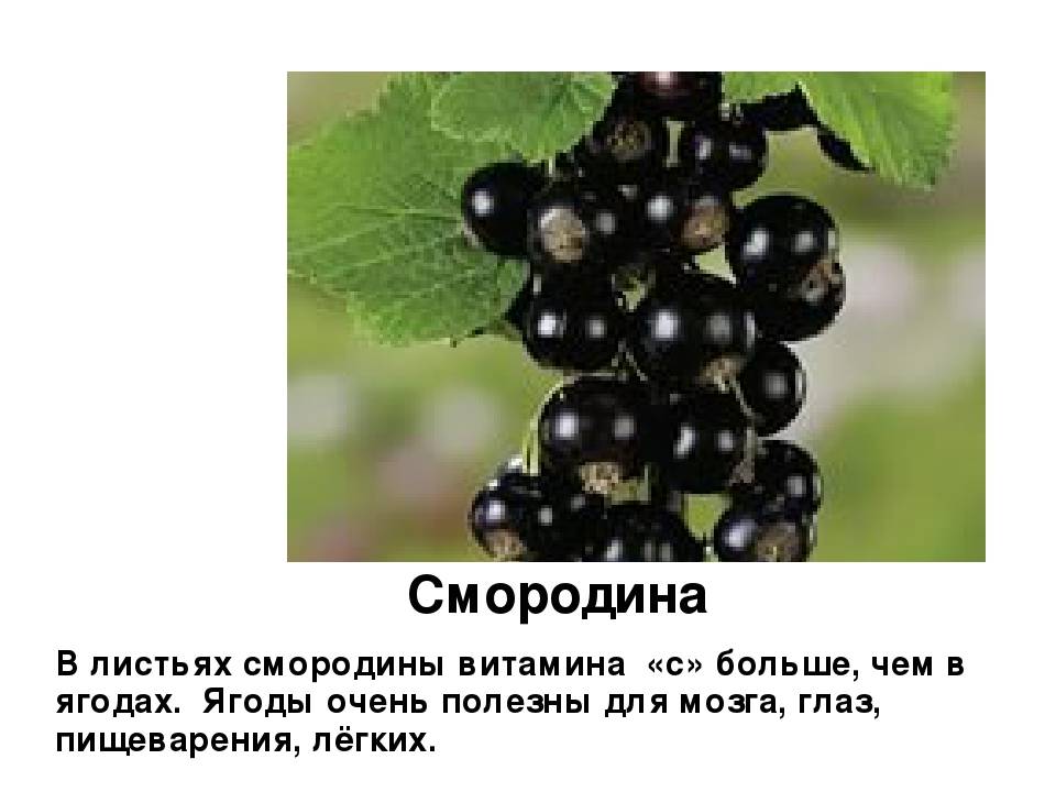 Сорта черной смородины: описание, характеристика, фото