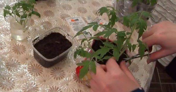 Пикировка рассады томатов по методике ганичкиной