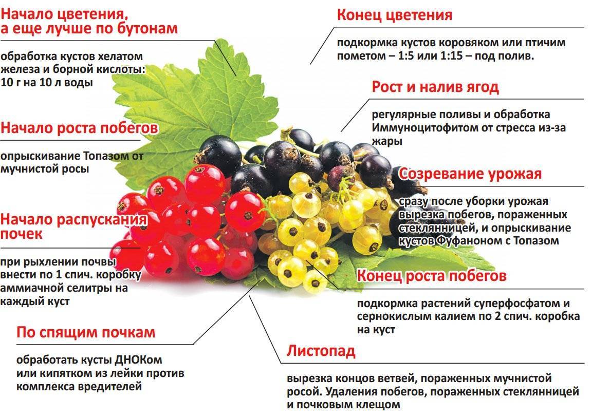 Почему не плодоносит черная смородина - 5 причин и что делать, почему не цветет и нет ягод