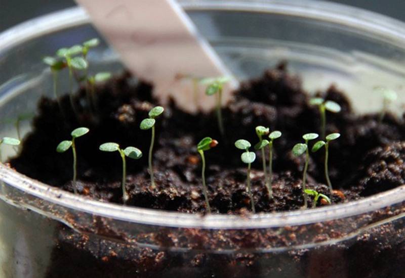 Как вырастить малину из семян в домашних условиях: инструкция