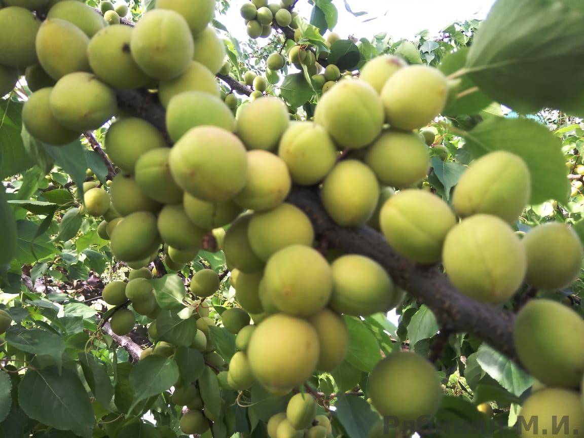 Как лечить камедетечение у деревьев: яблони, сливы, вишни, персика, черешни и абрикоса