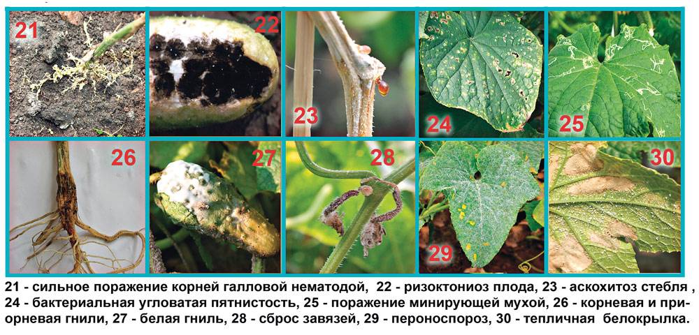 ᐉ аскохитоз растений, как лечить - roza-zanoza.ru