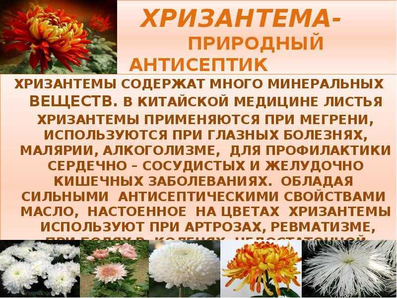 Виды хризантем: описания и разнообразие сортов, правила выращивания