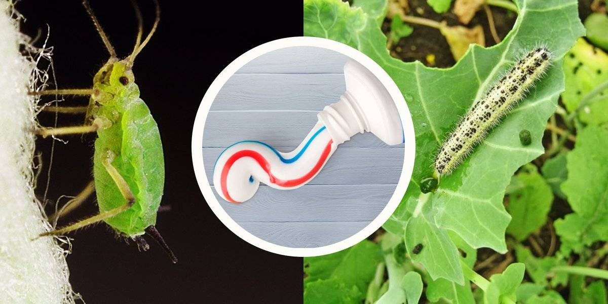 Как избавиться от гусениц на капусте – 3 простых совета — agroxxi