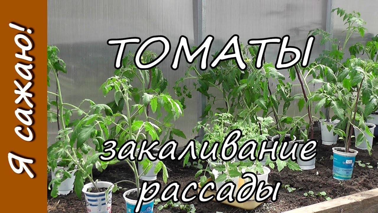 Как закалять рассаду помидор: закаливание разными способами