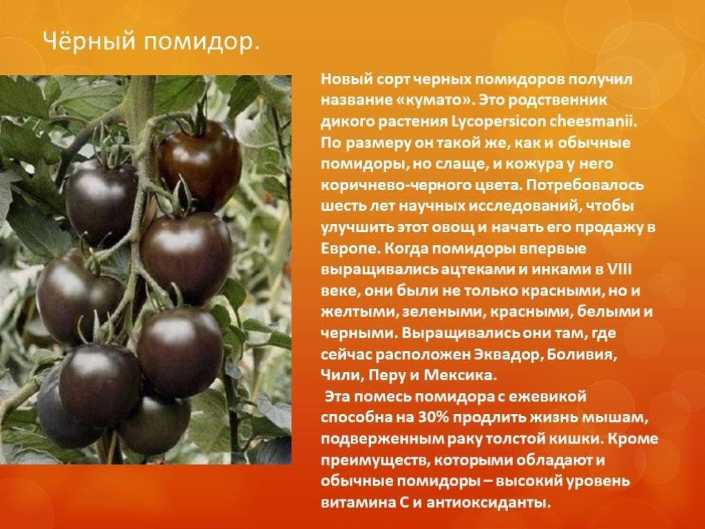 Черный томат: лучшие сорта и гибриды черных помидор для посадки в теплицу