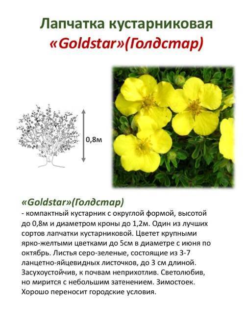 Описание кустарниковой лапчатки сорта Голдстар, особенности посадки и ухода