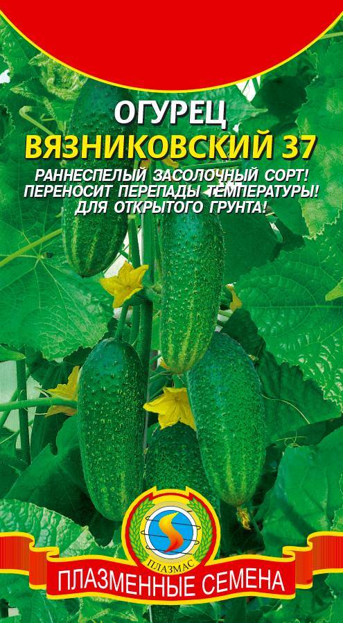 Огурец вязниковский: описание и характеристика сорта, мнение садоводов с фото