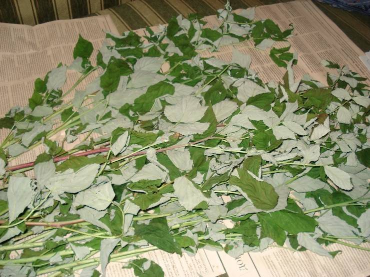 Как заготовить листья малины на зиму для чая: когда собирать малиновые листочки на засушку, как сушить, хранить и заваривать