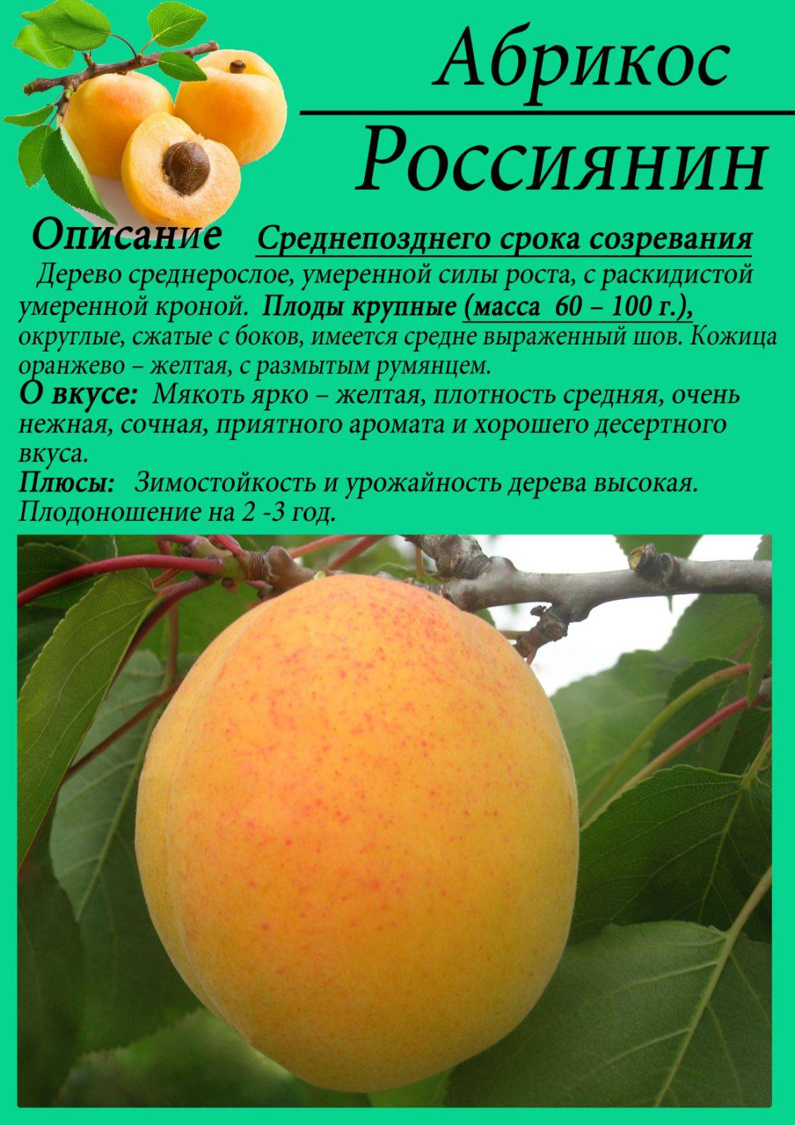 Лучшие орта абрикоса для средней полосы россии