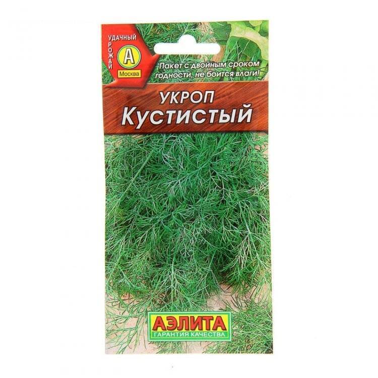 Укроп: выращивание на подоконнике и на огороде