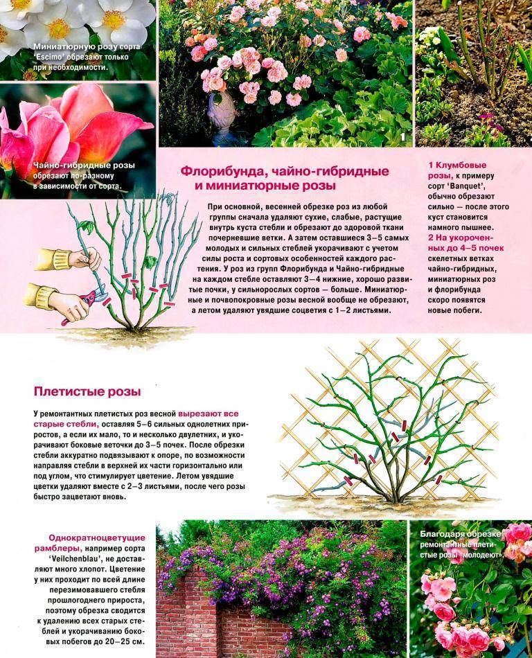 Плетистая роза сантана: посадка, уход, особенности выращивания и отзывы