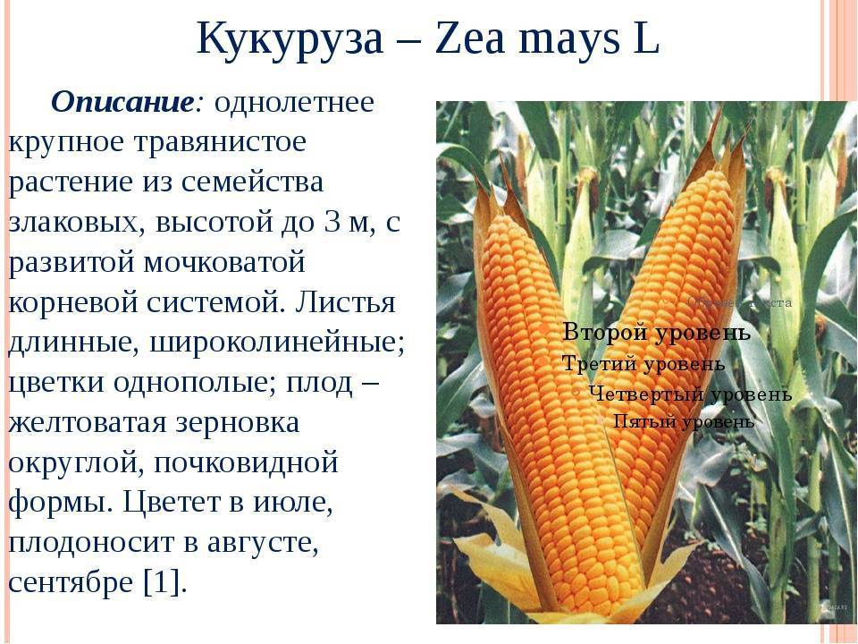 Кукуруза - 76 фото как вырастить здоровую и сладкую кукурузу
