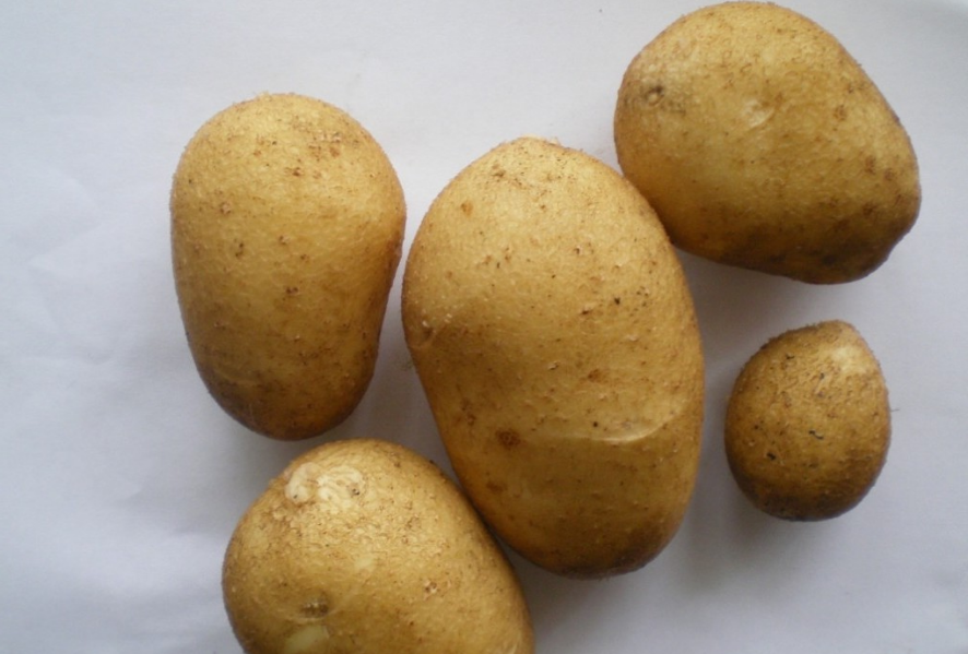 Сорт картофеля тулеевский, описание, характеристика, отзывы