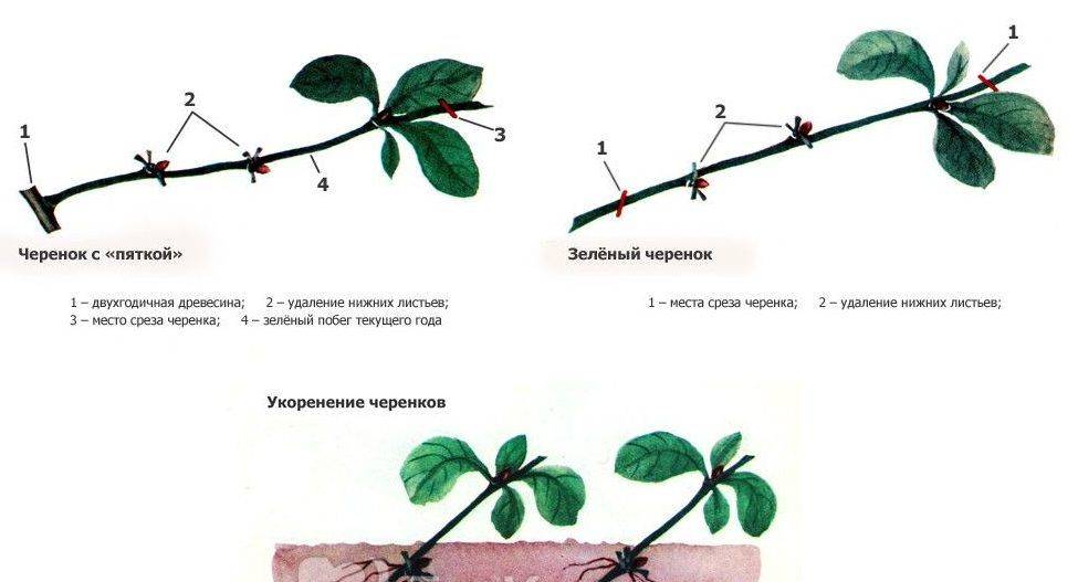 Размножение вишни: черенками летом, порослью, отводками