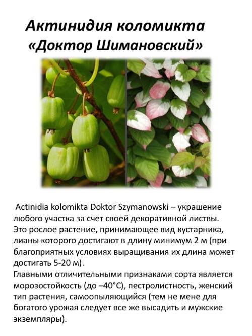 Актинидия: посадка и уход. выращивание актинидии :: syl.ru