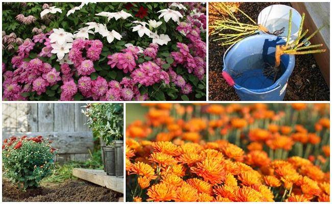 Посадка многолетней садовой хризантемы в открытый грунт осенью и весной: уход и выращивание в саду