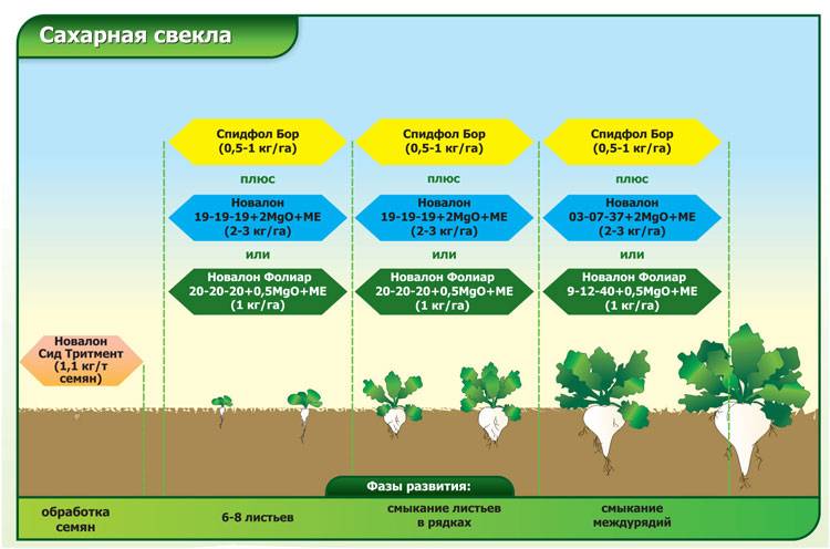 Посадка кукурузы в открытый грунт, 2021, весной, летом, семенами, календарь, благоприятные дни