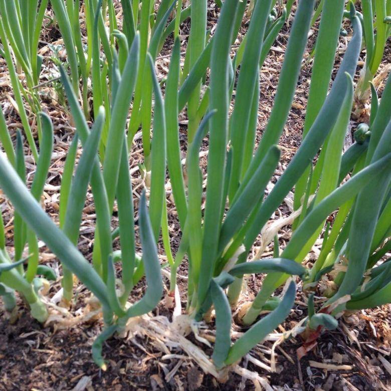 Лук-батун: выращивание и уход, фото, как вырастить из семян в открытом грунте