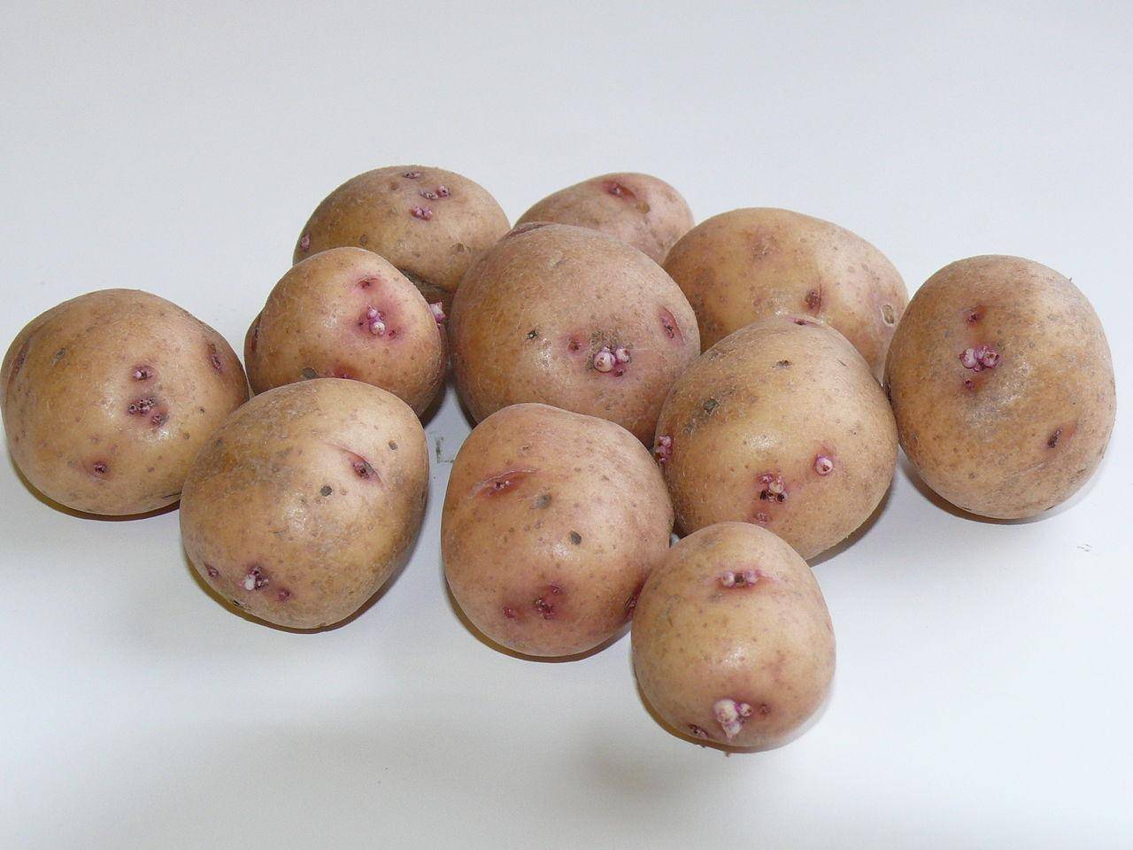 Картофель аврора: характеристики сорта, отзывы, особенности выращивания