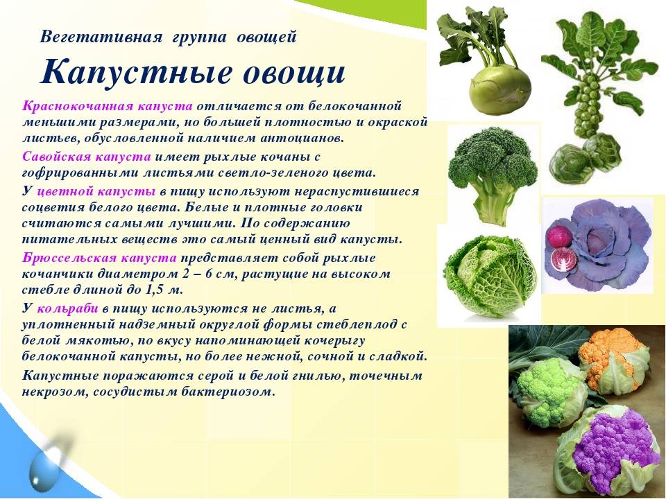 Топ-10 лучших сортов капусты брокколи для различных регионов страны. особенности выращивания брокколи в подмосковье, сибири и на урале