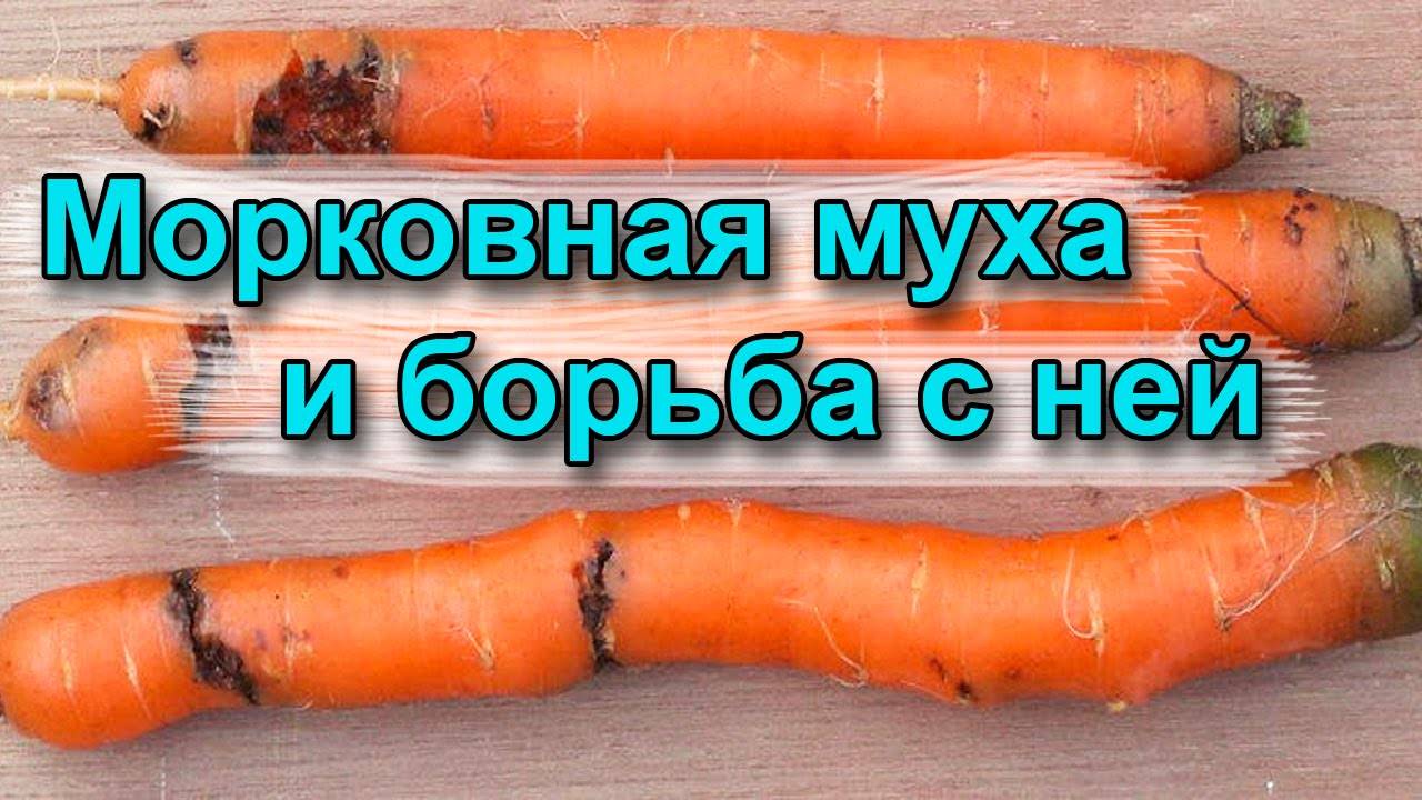 Как бороться с морковной мухой и её личинками: методы профилактики, средства для обработки (полива)
