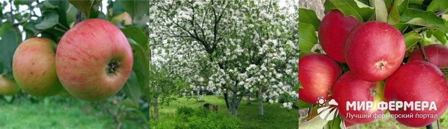 Сорт яблони медуница – описание, фото, отзывы садоводов
